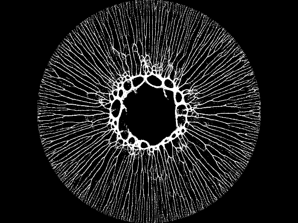 iris-physarum thumbnail